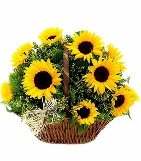 Canasta de 10 Girasoles