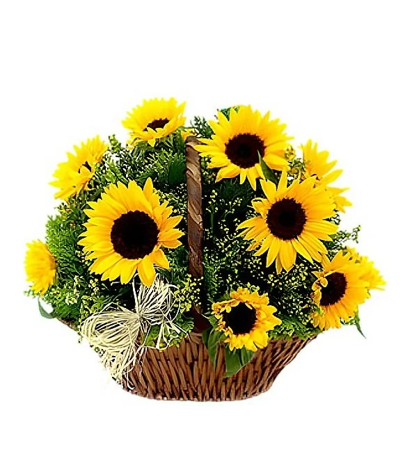 Canasta de 10 Girasoles