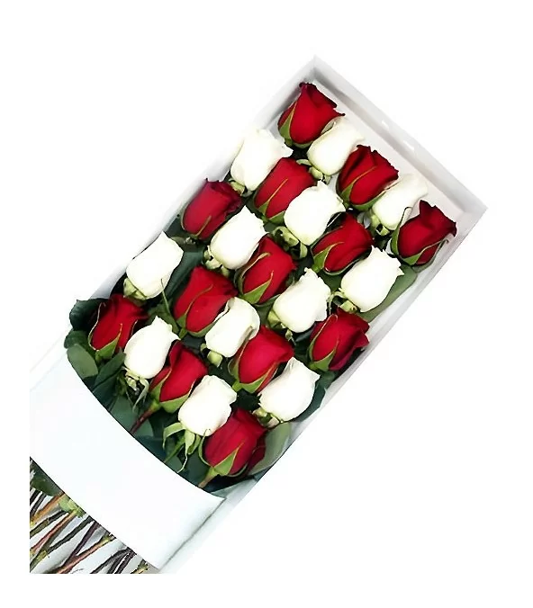 Caja 25 Rosas Bicolor