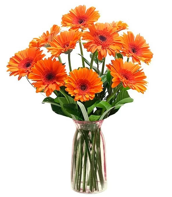 Florero con 10 Gerberas Naranjas