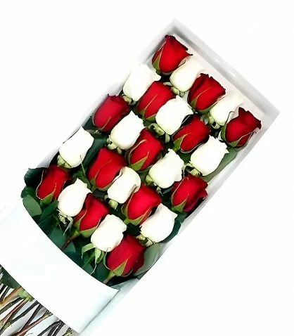 Caja 25 Rosas Rojas y Blancas
