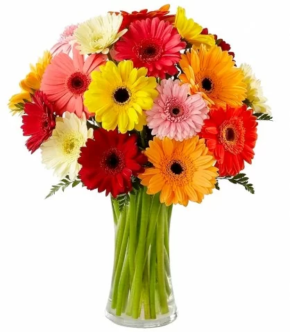 Florero de Vidrio 18 Gerberas Surtidas