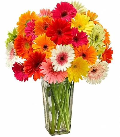 Florero de Vidrio 24 Gerberas Surtidas